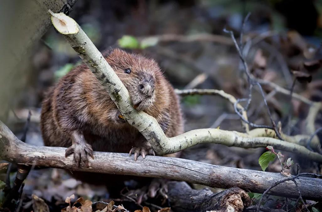 當局:海狸的水壩比圖則設計還出色。(網上圖片)
