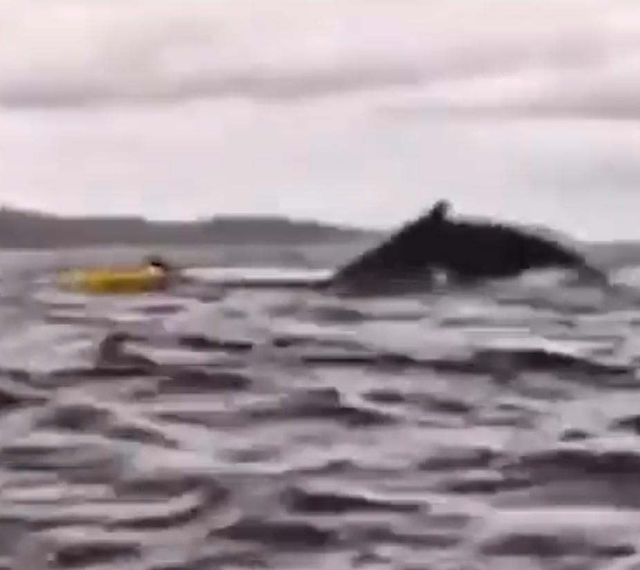 Adrián與父親都強調他們沒有看到鯨魚,鯨魚是「突然出現」。(X)