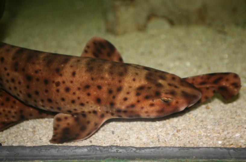 膨脹鯊原產於東太平洋,能透過水或空氣使身體膨脹以嚇阻捕食者聞名。(網上圖片)