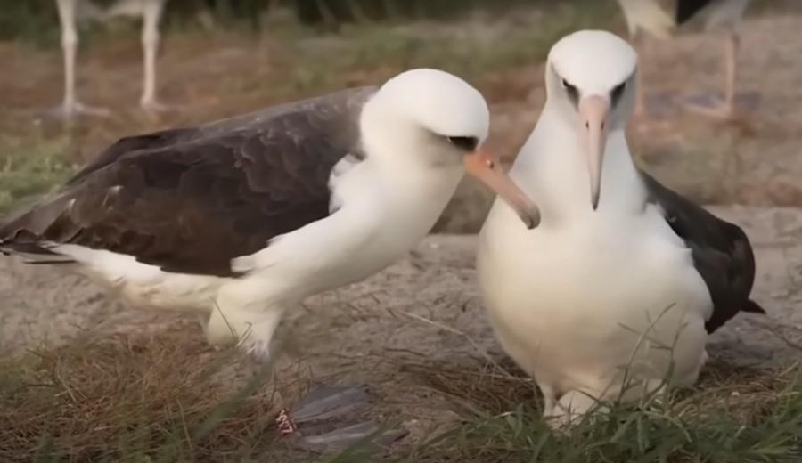 研究人員表示,他們對這顆蛋在約2個月後孵化感到樂觀,這將是「智慧」第30次當媽媽。(YouTube)