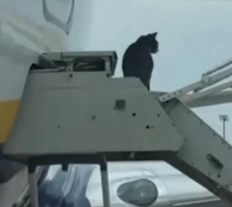 上演了2日「人捉貓」後,貓咪被拍到施施然地步出機艙門,慢慢走下樓梯,踏著碎步離開的模樣。(X)