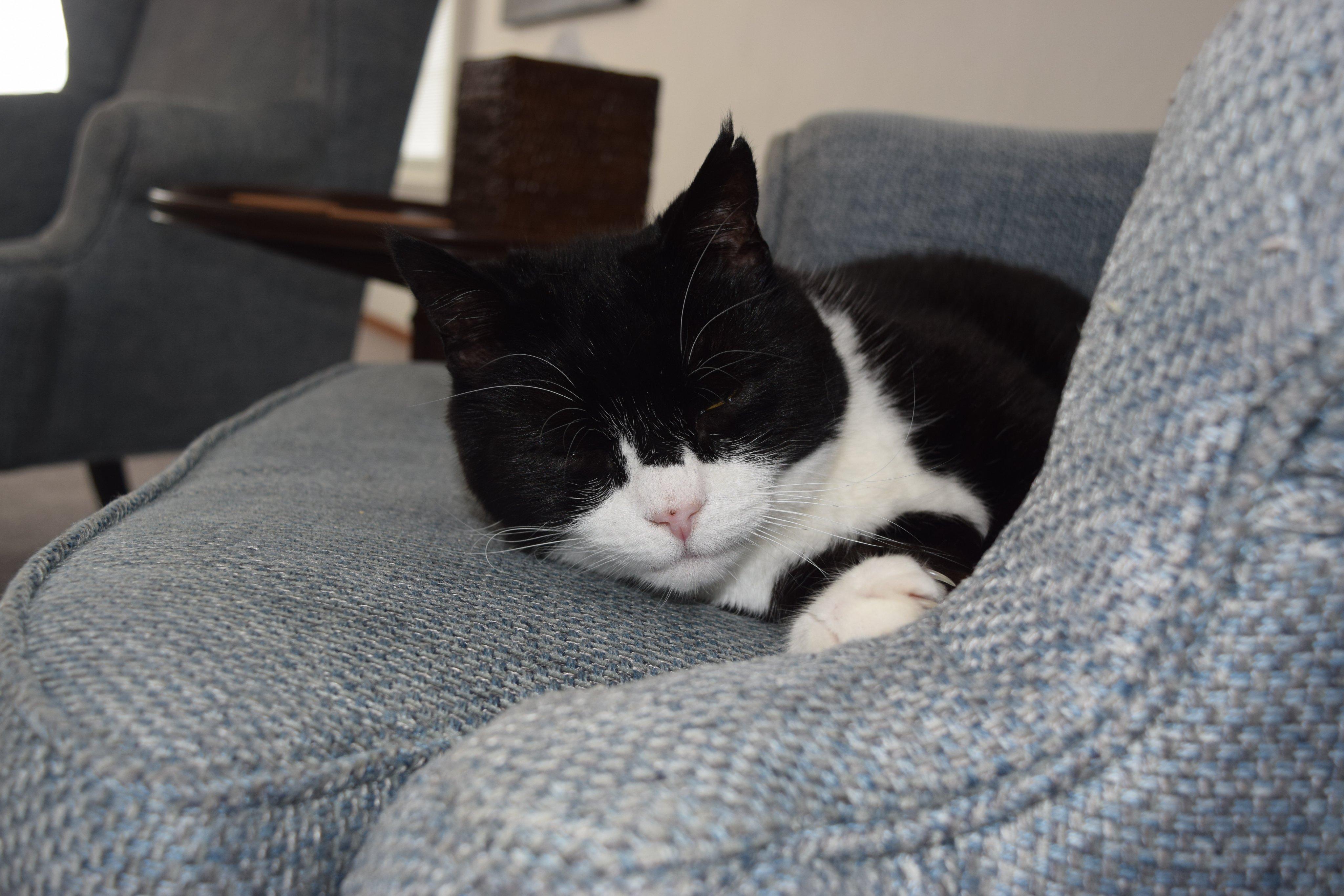 英國外交部表示,Palmerston只會出席牠覺得重要的活動,有需要時提供建議,當然不少得會小睡一會。(X)