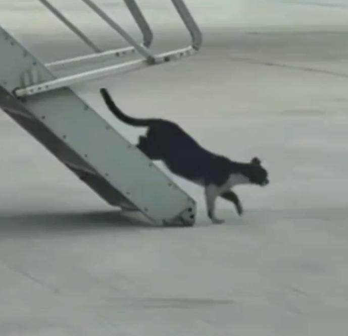 上演了2日「人捉貓」後,貓咪被拍到施施然地步出機艙門,慢慢走下樓梯,踏著碎步離開的模樣。(X)
