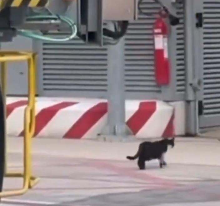 上演了2日「人捉貓」後,貓咪被拍到施施然地步出機艙門,慢慢走下樓梯,踏著碎步離開的模樣。(X)