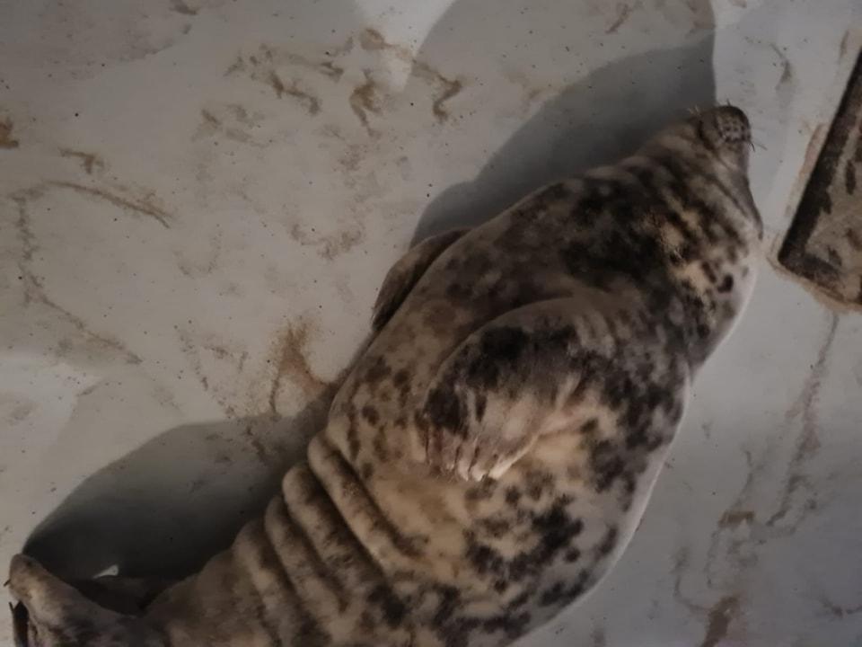 動物組織表示,當他們把海豹喚醒時,海豹因為美容覺被打擾,還發了脾氣。(FB)