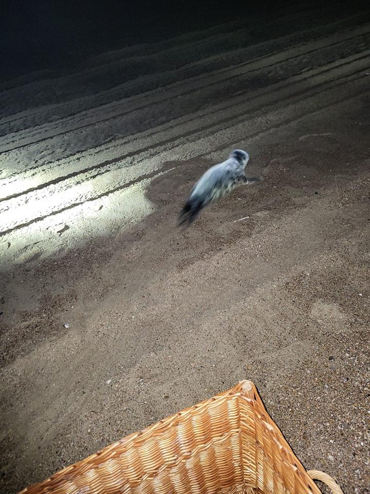 最終將小海豹引導回沙灘。(FB)