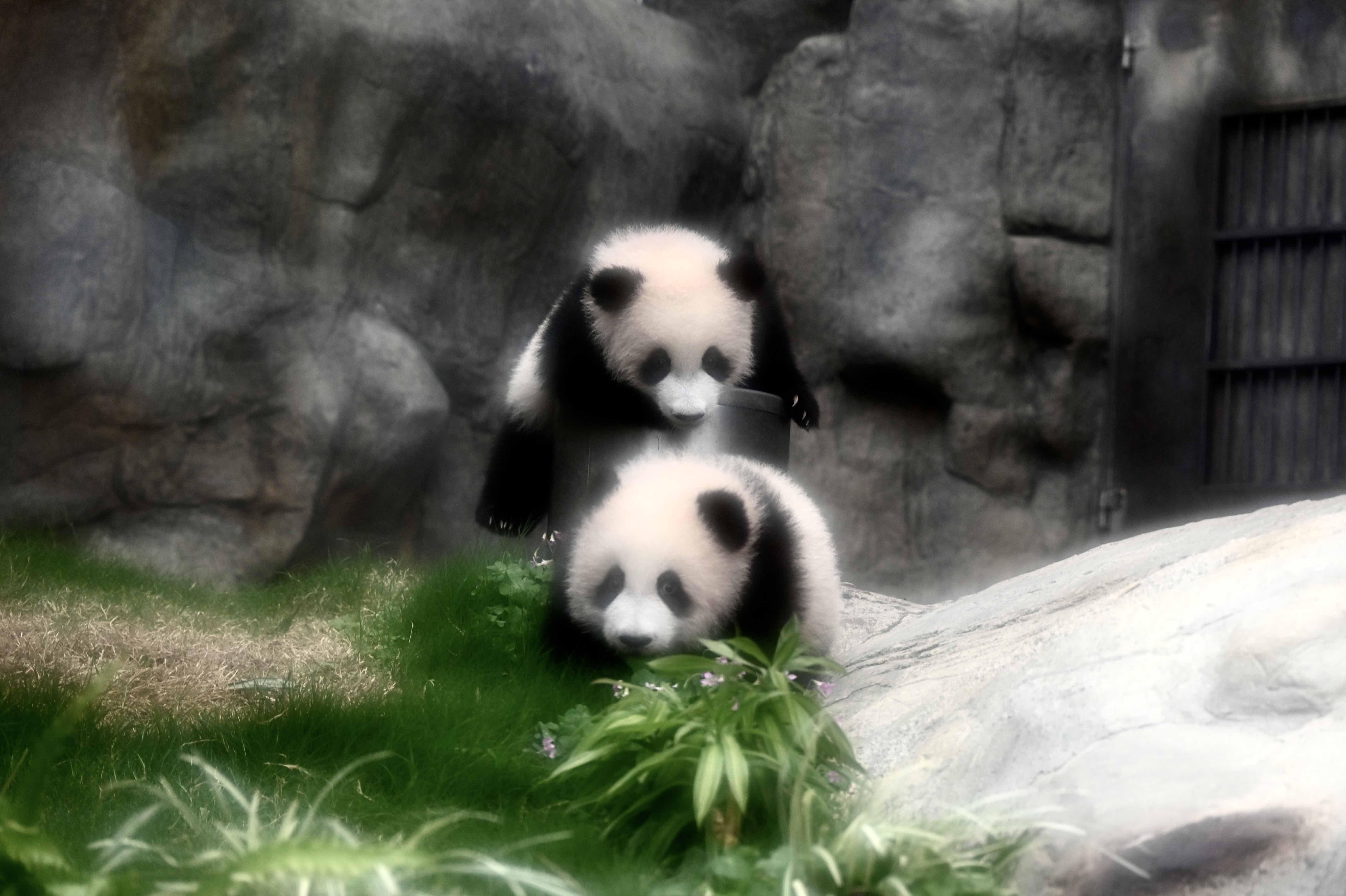 小姐弟圓滾滾,非常活潑可愛。(圖片來源:視覺中國)