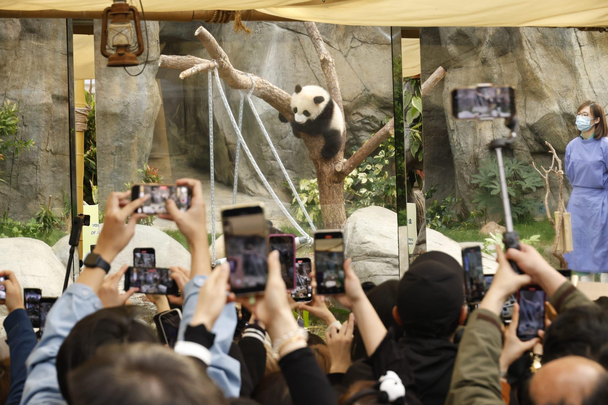 龍鳳胎吸引大批觀眾入場。(林俊源攝)