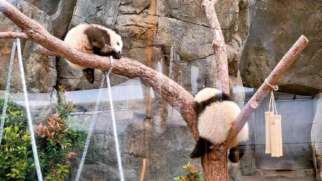 大熊貓家姐細佬