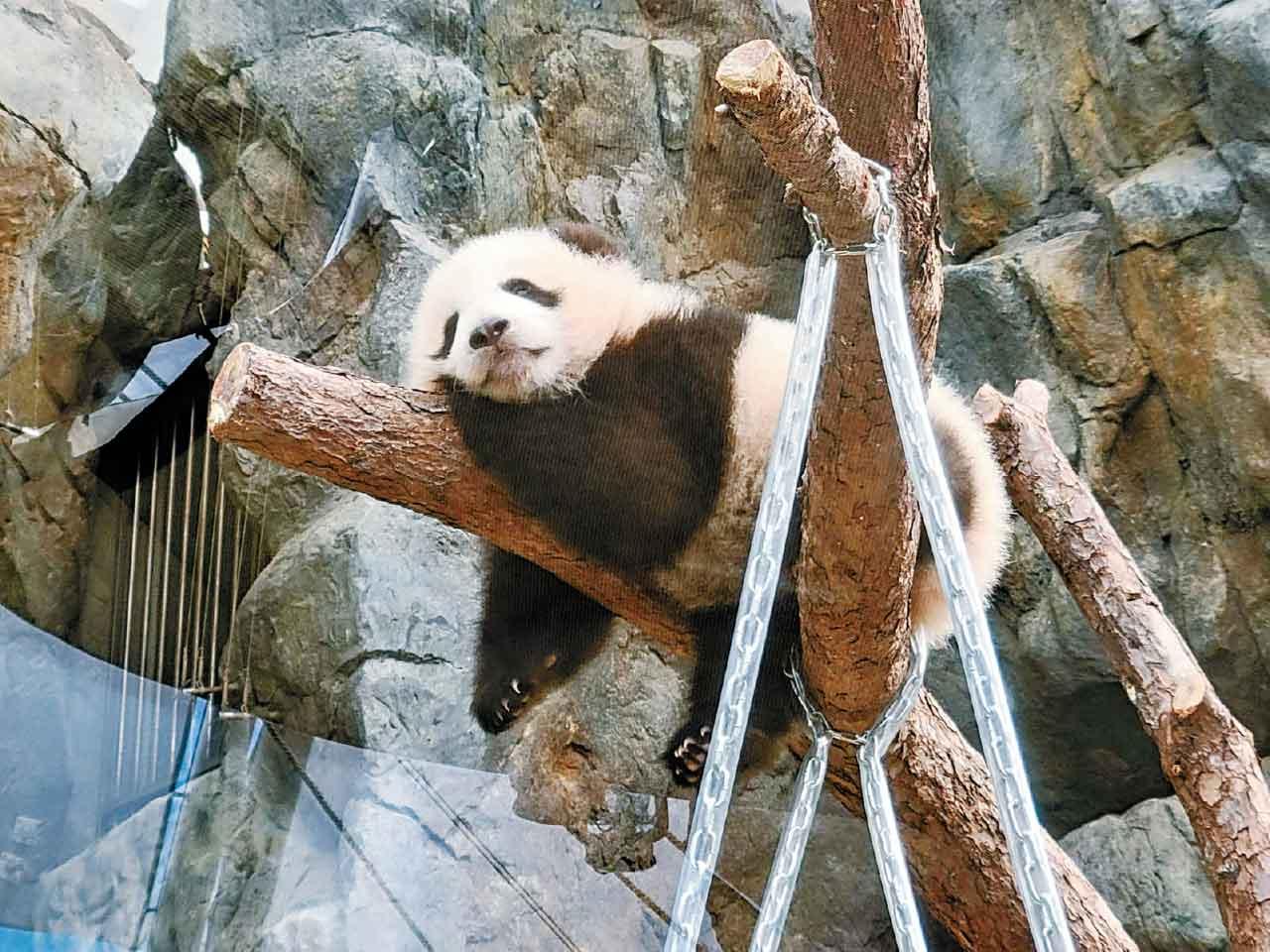 大熊貓家姐細佬