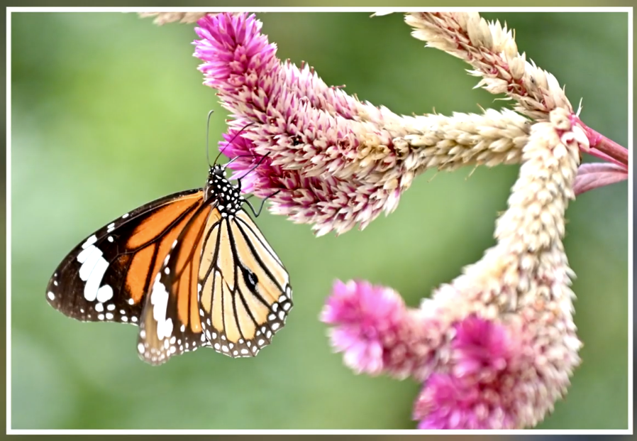 政府新聞網影片截圖。