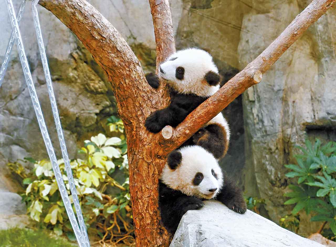 港產大熊貓龍鳳胎首見公眾