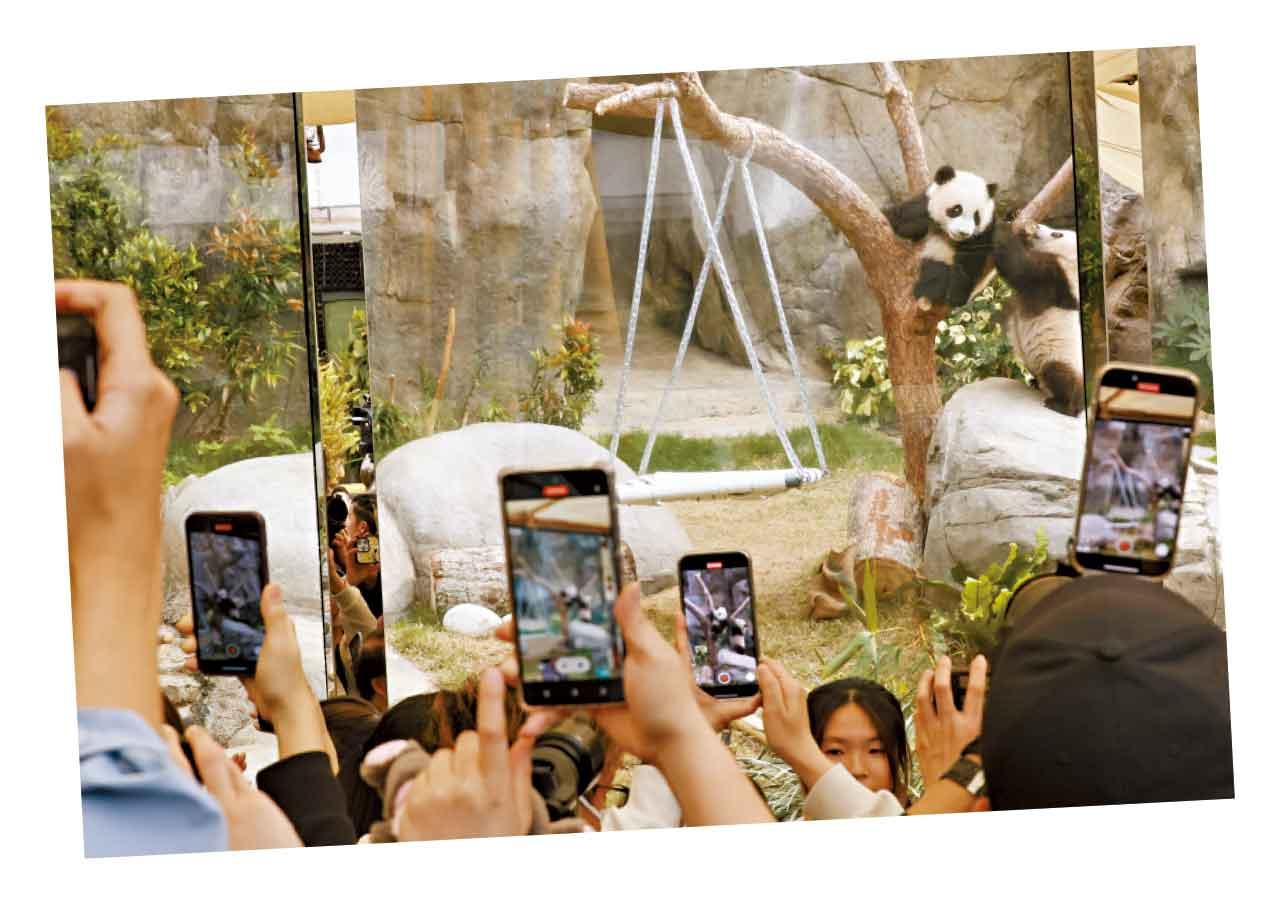 港產大熊貓龍鳳胎首見公眾