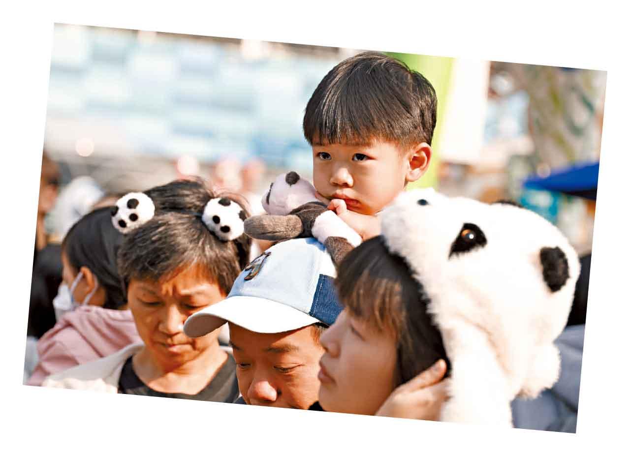 港產大熊貓龍鳳胎首見公眾