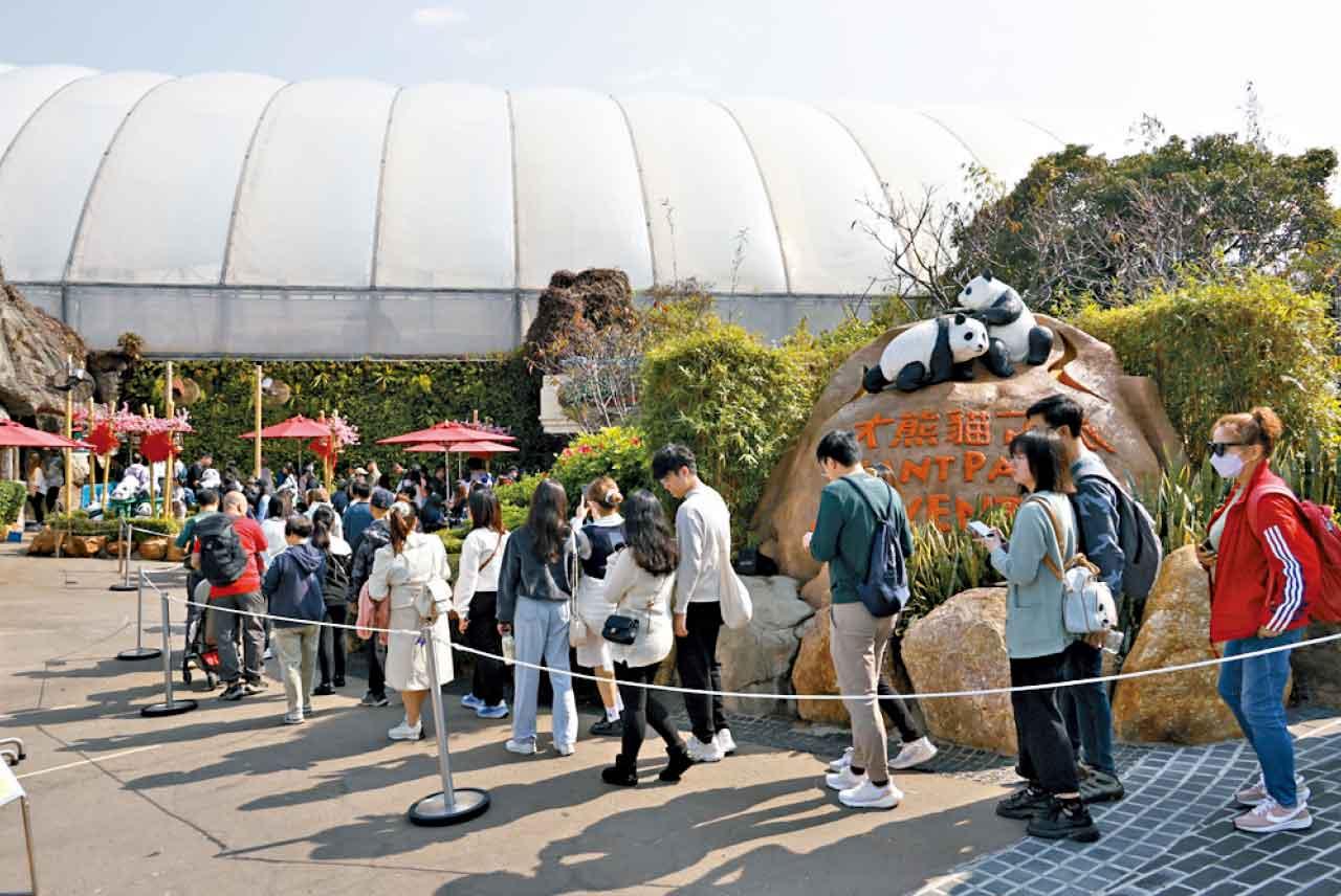 港產大熊貓龍鳳胎首見公眾