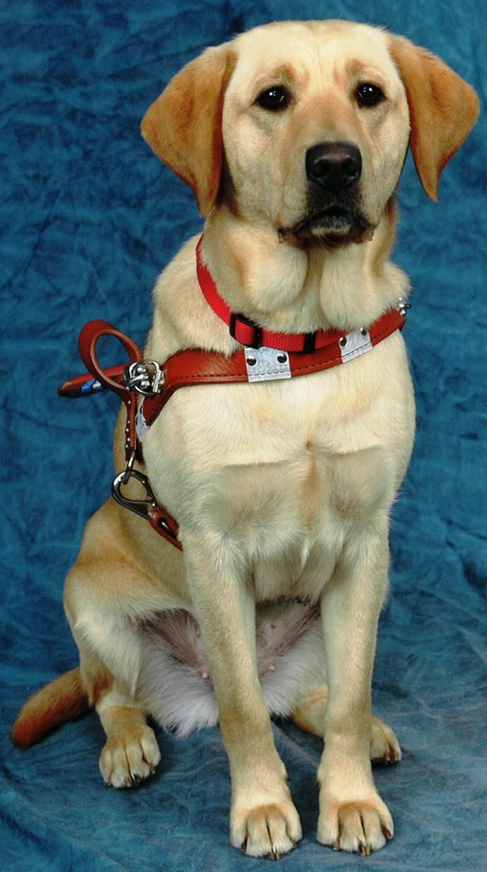 全港首隻獲國際認可導盲犬Deanna離世。(fb「Deanna Guidedog 導盲犬」圖片)