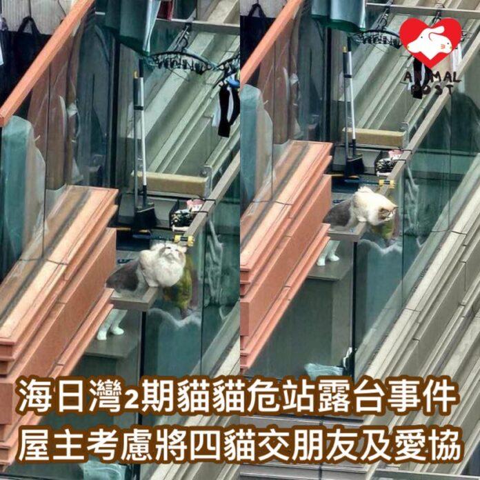 大埔海日灣發生懷疑虐畜案。(「香港動物報」網頁圖片)