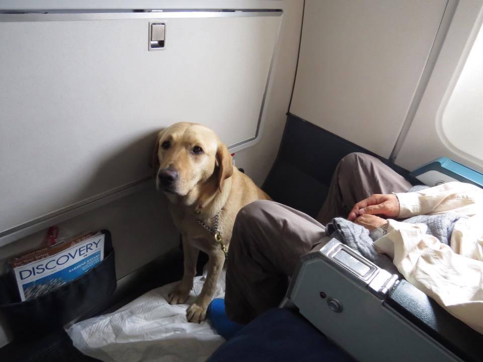 全港首隻獲國際認可導盲犬Deanna與「爸爸」到處遊歷。(fb「Deanna Guidedog 導盲犬」圖片)