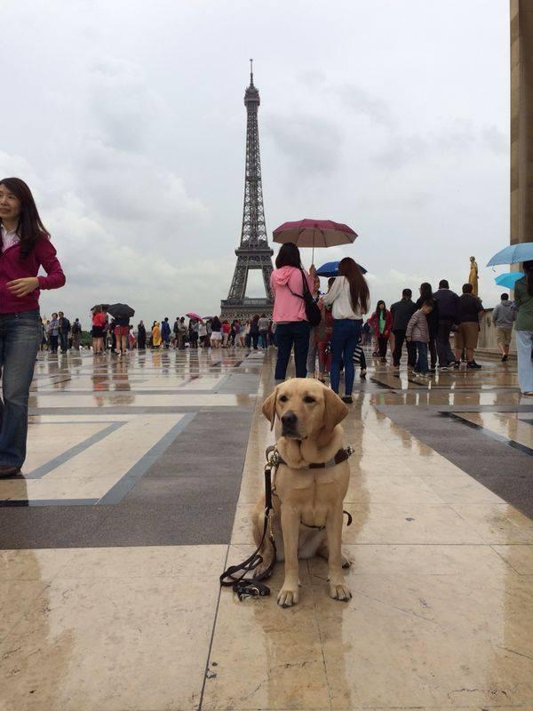 全港首隻獲國際認可導盲犬Deanna與「爸爸」到處遊歷。(fb「Deanna Guidedog 導盲犬」圖片)