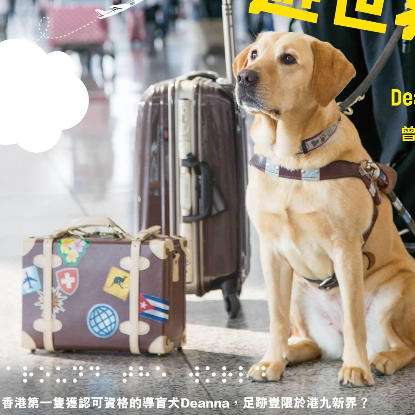 全港首隻獲國際認可導盲犬Deanna離世。(fb「Deanna Guidedog 導盲犬」圖片)