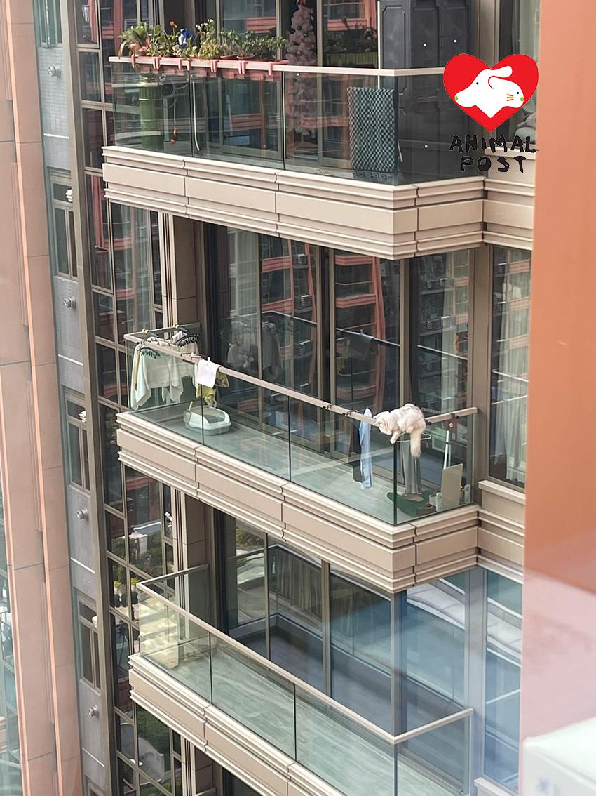 大埔海日灣發生懷疑虐畜案。(「香港動物報」網頁圖片)