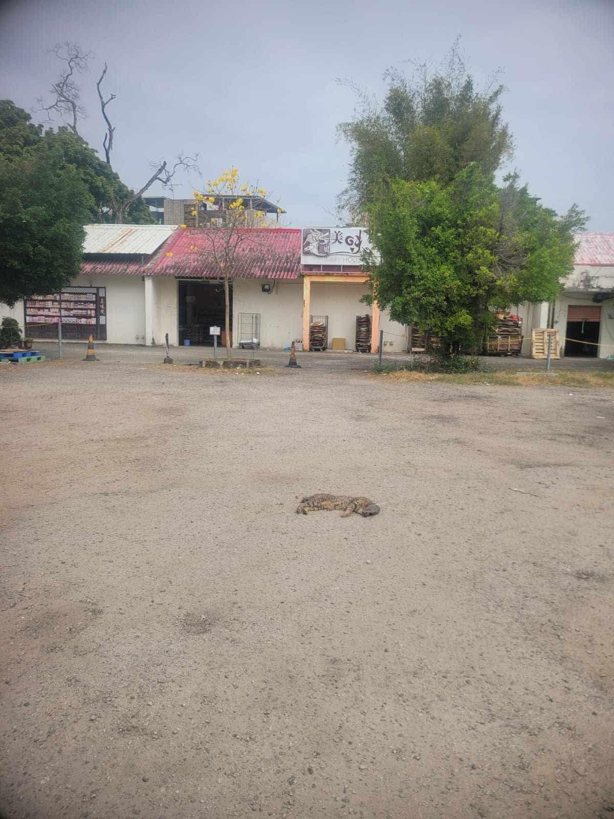 古洞河上鄉發生懷疑虐待動物案件。(fb「香港唐貓唐狗一家親-支持領養」圖片)