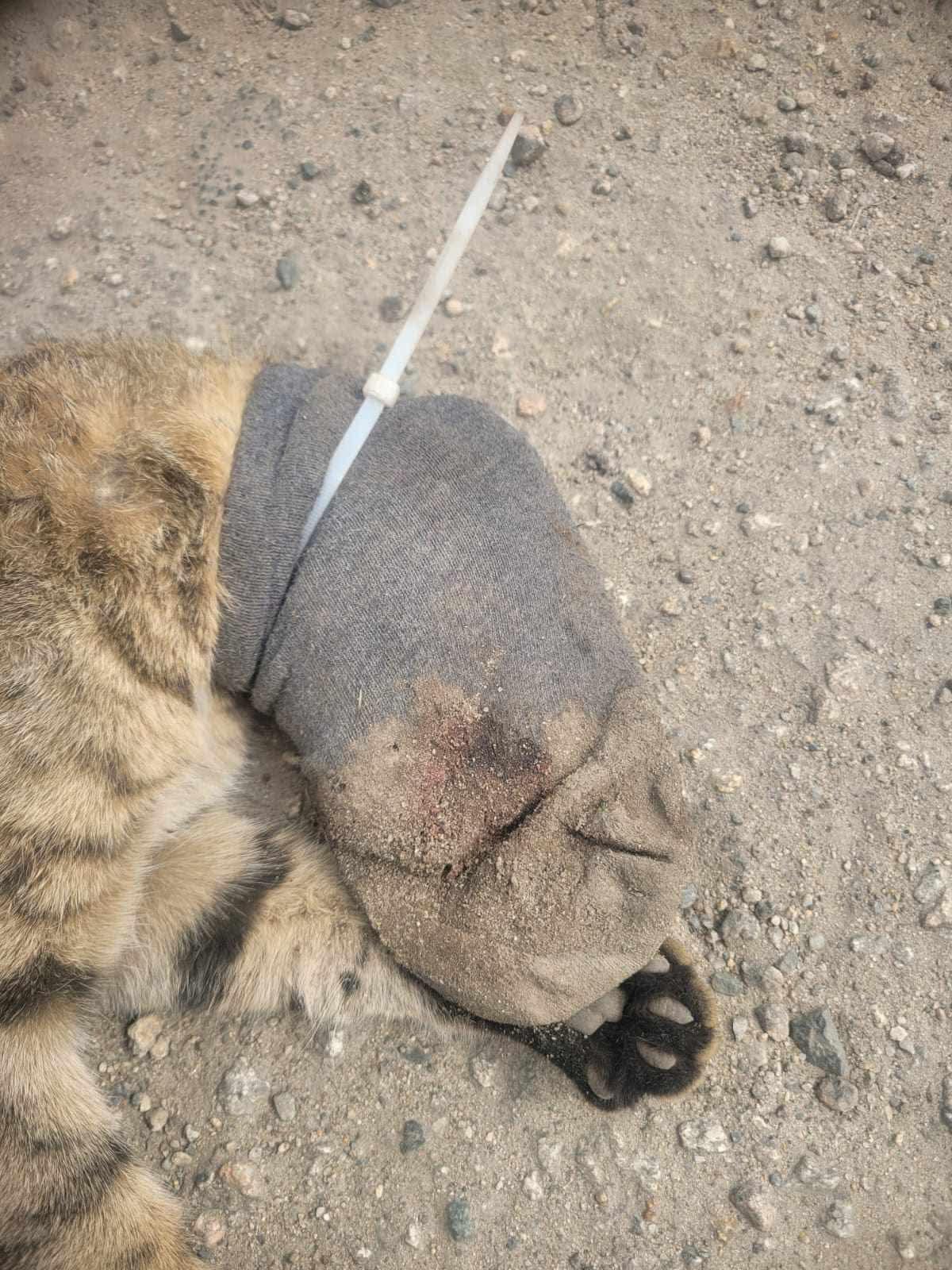 古洞河上鄉發生懷疑虐待動物案件。(fb「香港唐貓唐狗一家親-支持領養」圖片)