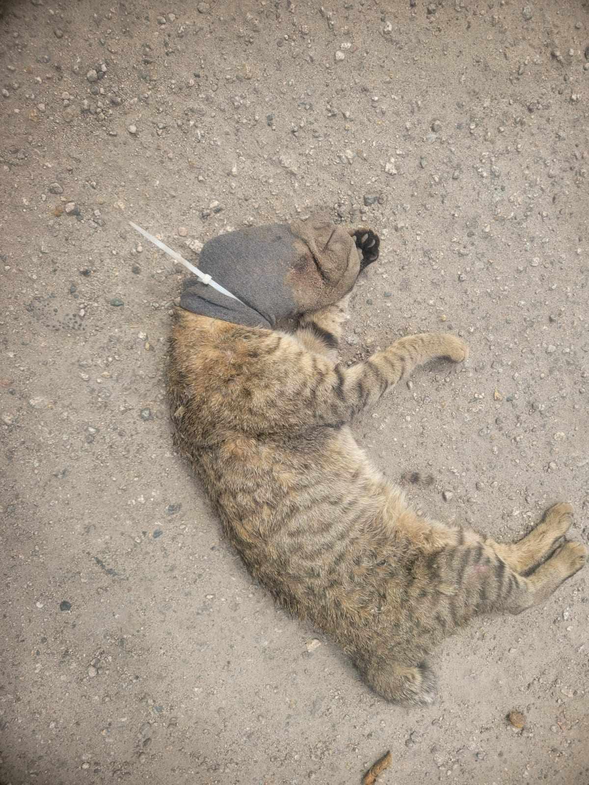 古洞河上鄉發生懷疑虐待動物案件。(fb「香港唐貓唐狗一家親-支持領養」圖片)