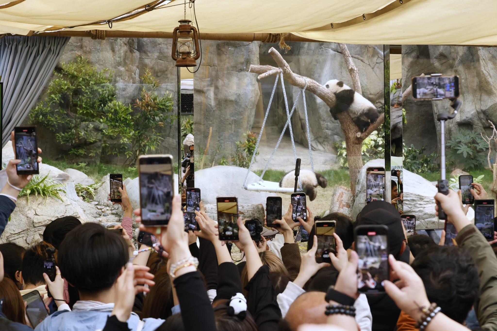 龍鳳胎吸引大批觀眾入場。(林俊源攝)