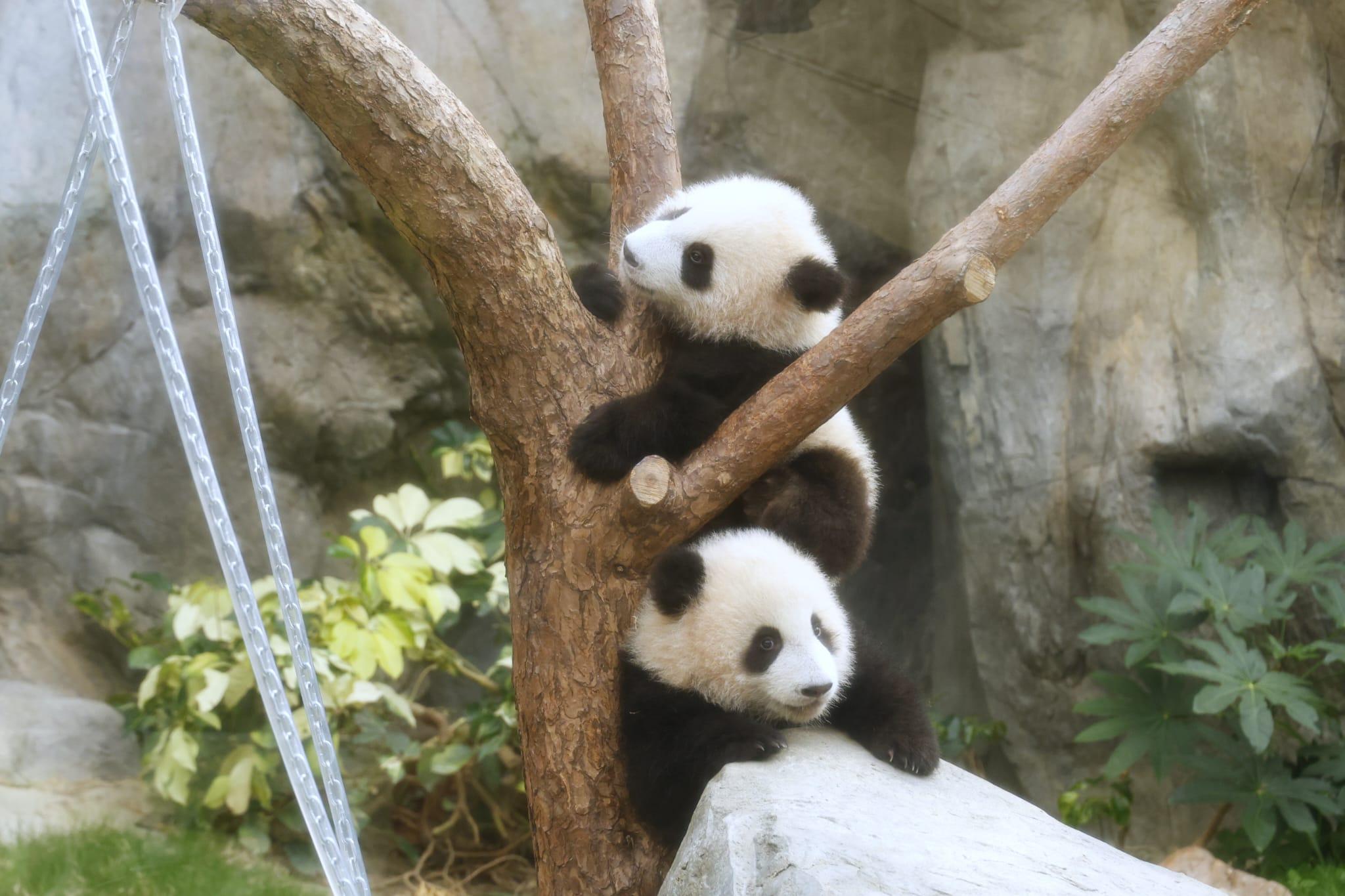 龍鳳胎正式相亮。(林俊源攝)