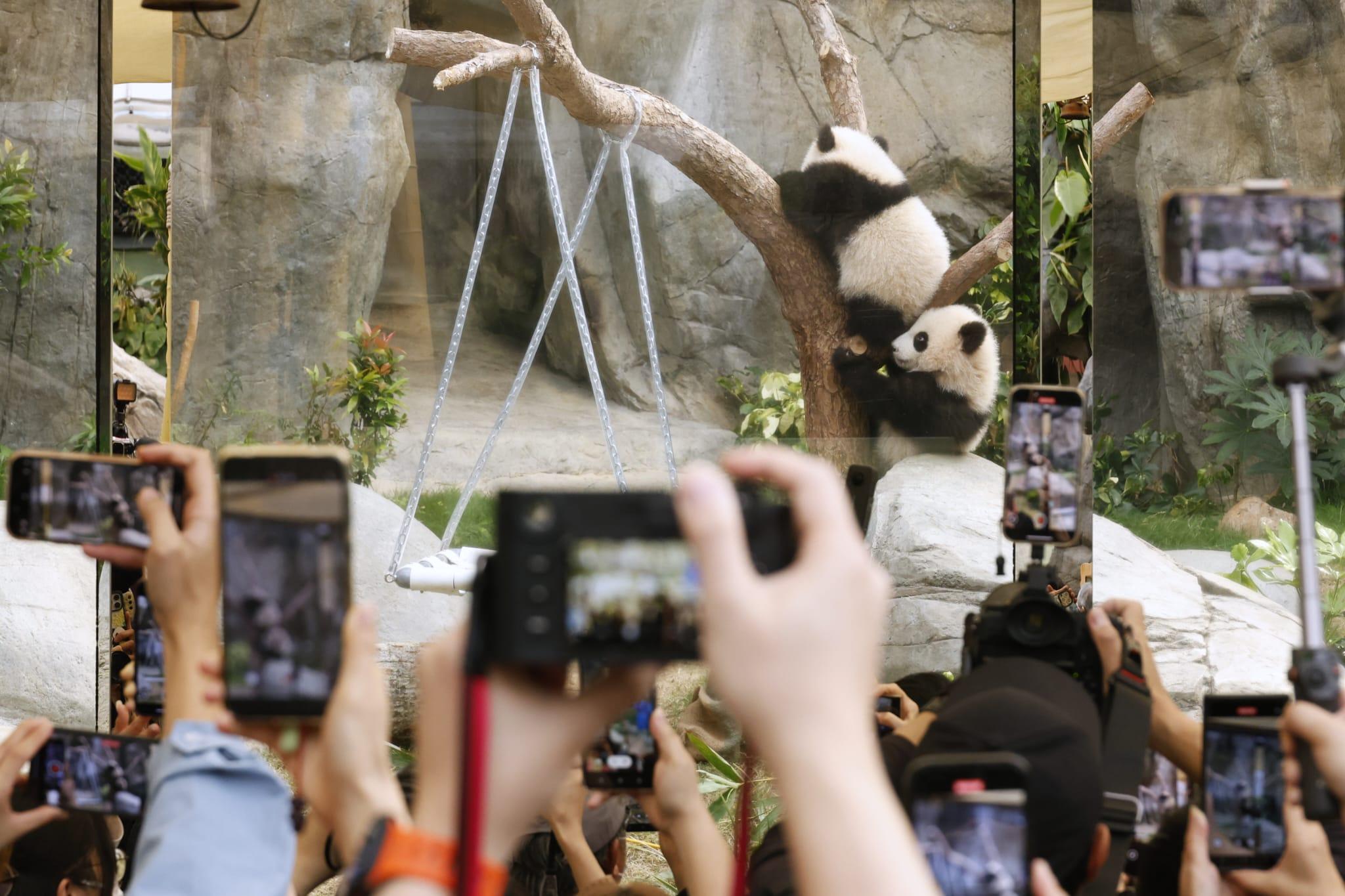 龍鳳胎吸引大批觀眾入場。(林俊源攝)