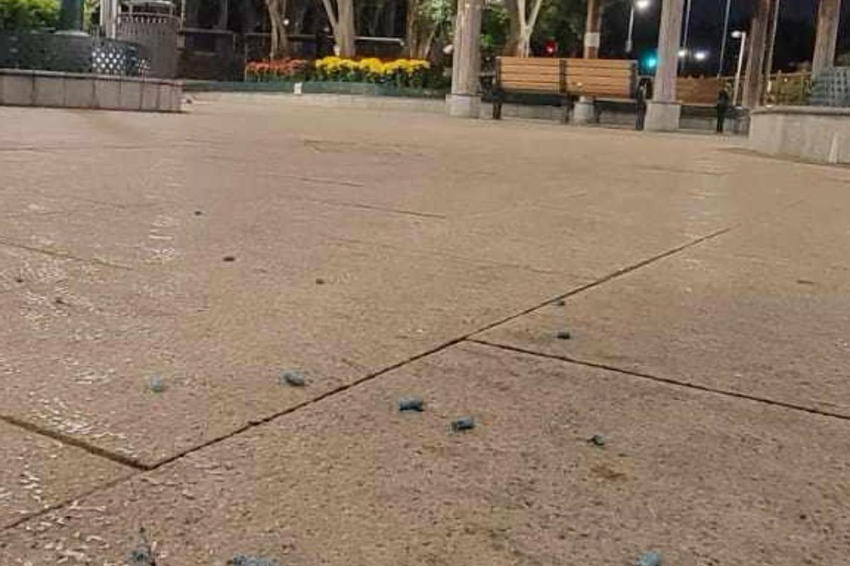 聚魚道休憩花園最近不時出現藍色老鼠藥。(《香港動物報》圖片)