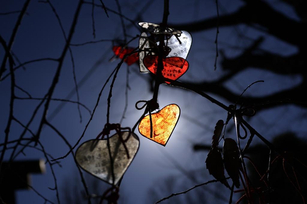 圖為東京一所寺廟的情人節許願牌。(美聯社)