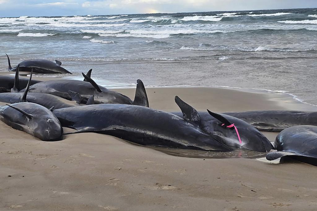 157條偽虎鯨在塔斯曼尼亞一處偏僻海灘擱淺。(美聯社)