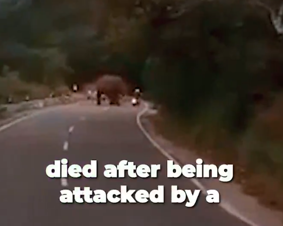 德國遊客駕駛電單車,嘗試靠右越過大象不果。(影片截圖)