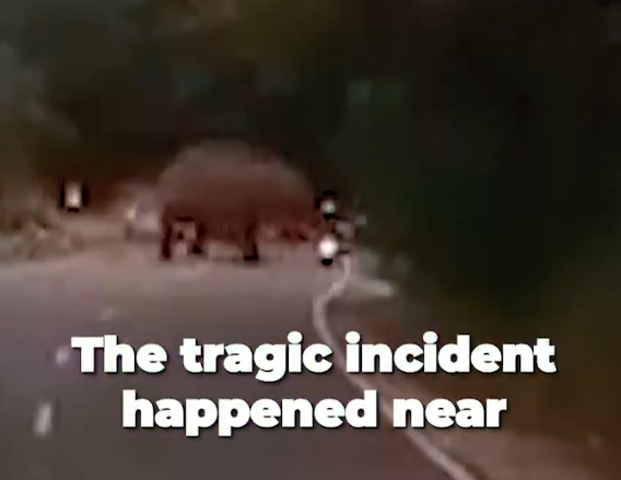 德國遊客駕駛電單車被大象攻擊慘死。(影片截圖)