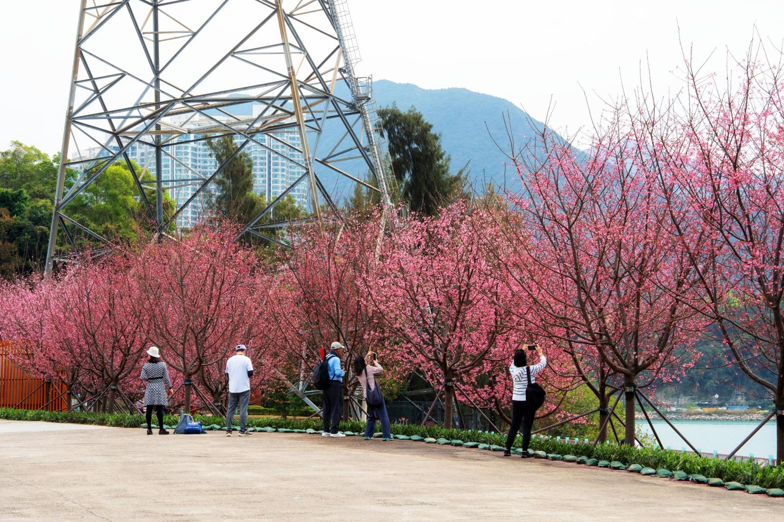 赤鱲角機場東涌櫻花園,已在2月下旬盛放。(公關提供)