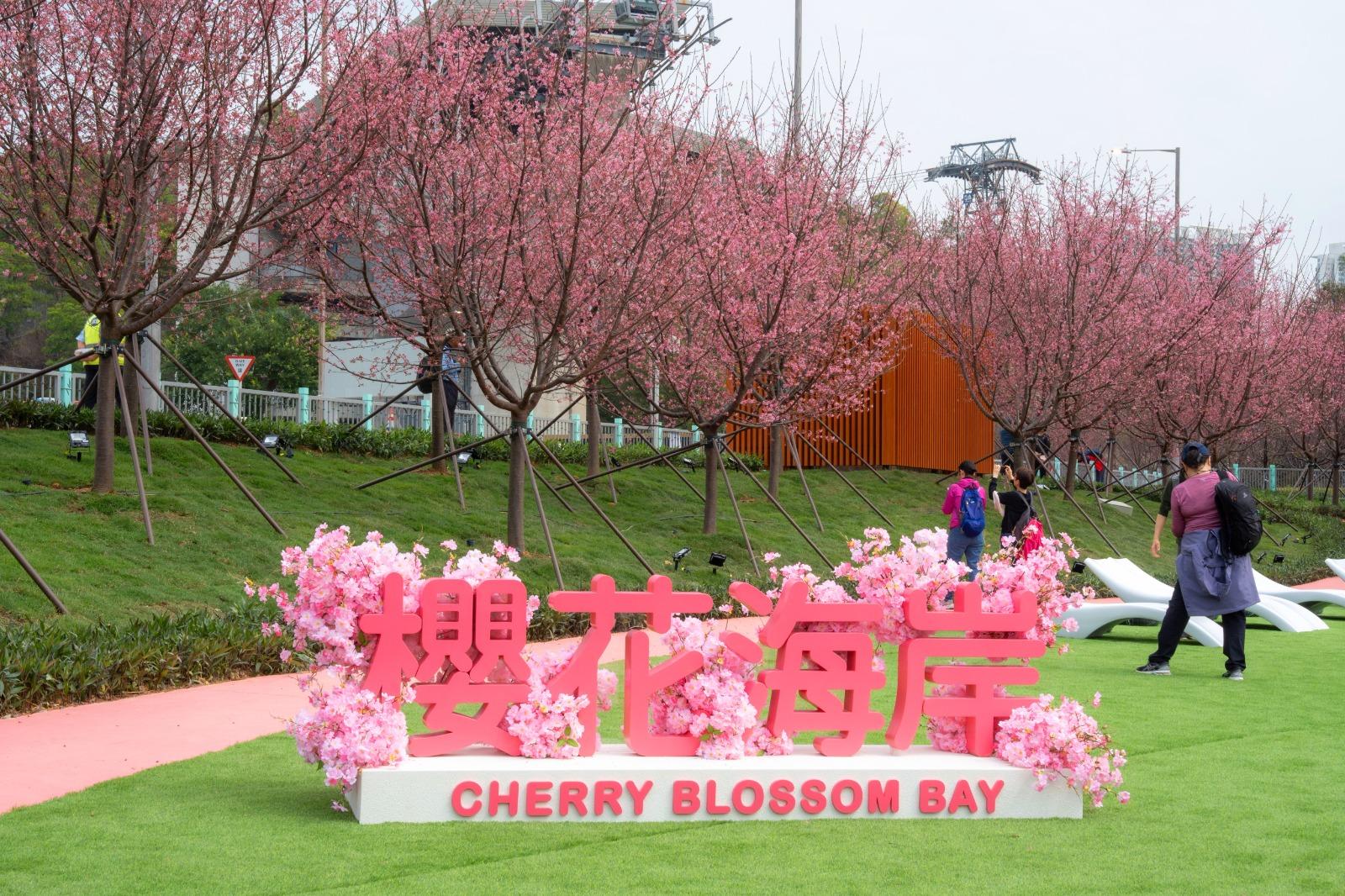 赤鱲角 機場櫻花園內的櫻花已徐徐盛 放,今年更新增「櫻花海岸」部分,以 東涌灣作背景映襯櫻花。(公關提供)