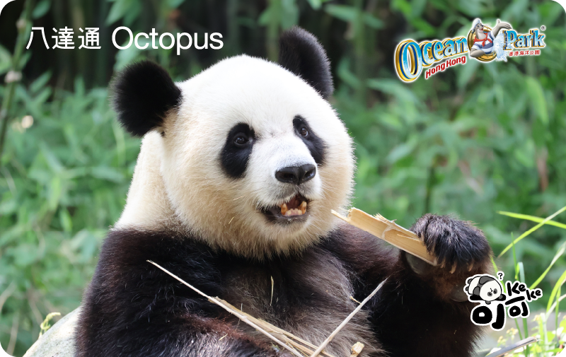 大熊貓動畫手機八達通卡面