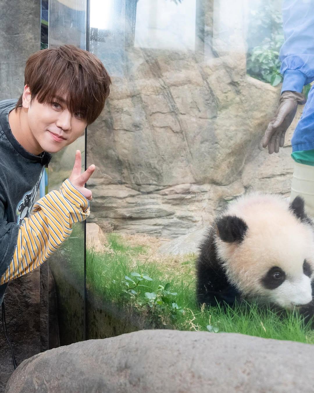 姜濤羨慕熊貓每天可瞓足 11 至 14小時。