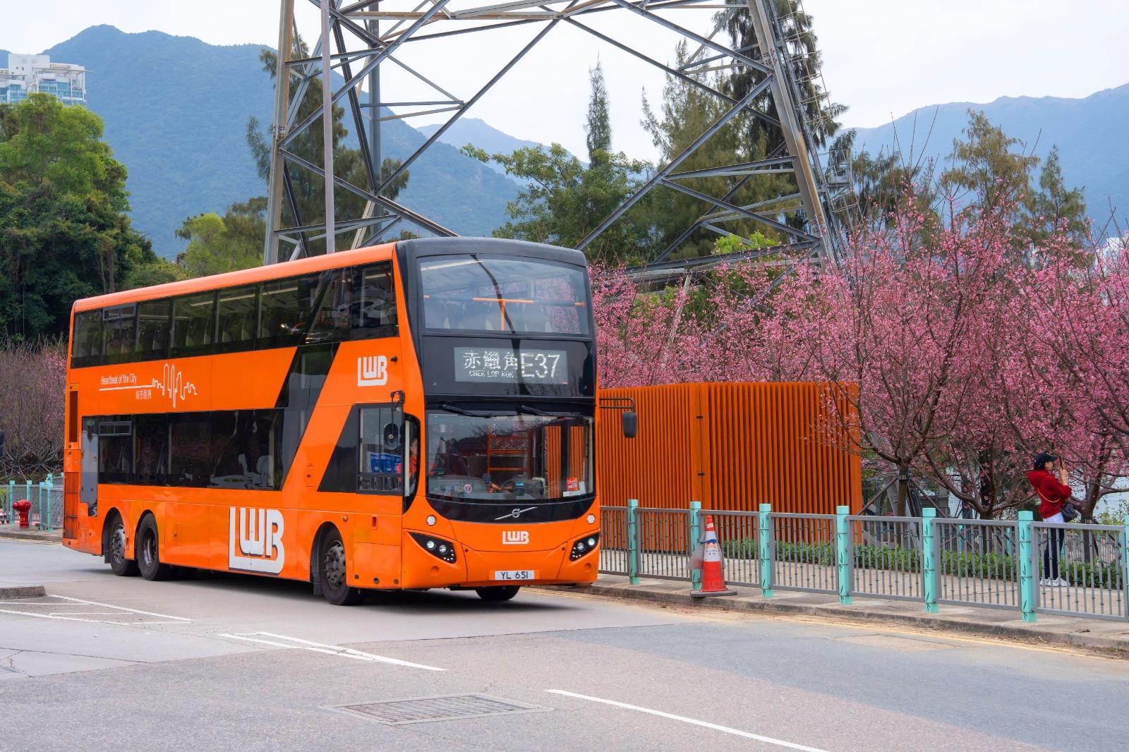 龍運有多條巴士路線途經機場櫻花園,讓乘客輕鬆直達賞櫻好去處。(公關提供)