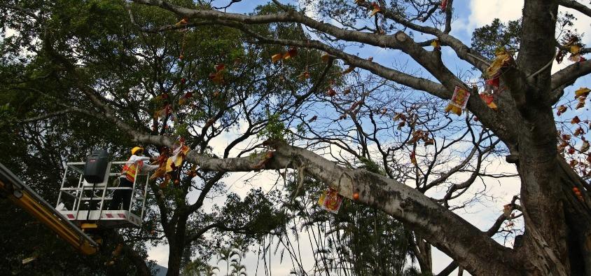 2005年2月,當時林村許願樹的一條主幹,因為長期受到大量寶牒纏繞,結果在不勝負荷下倒塌。(圖片來源:Getty)