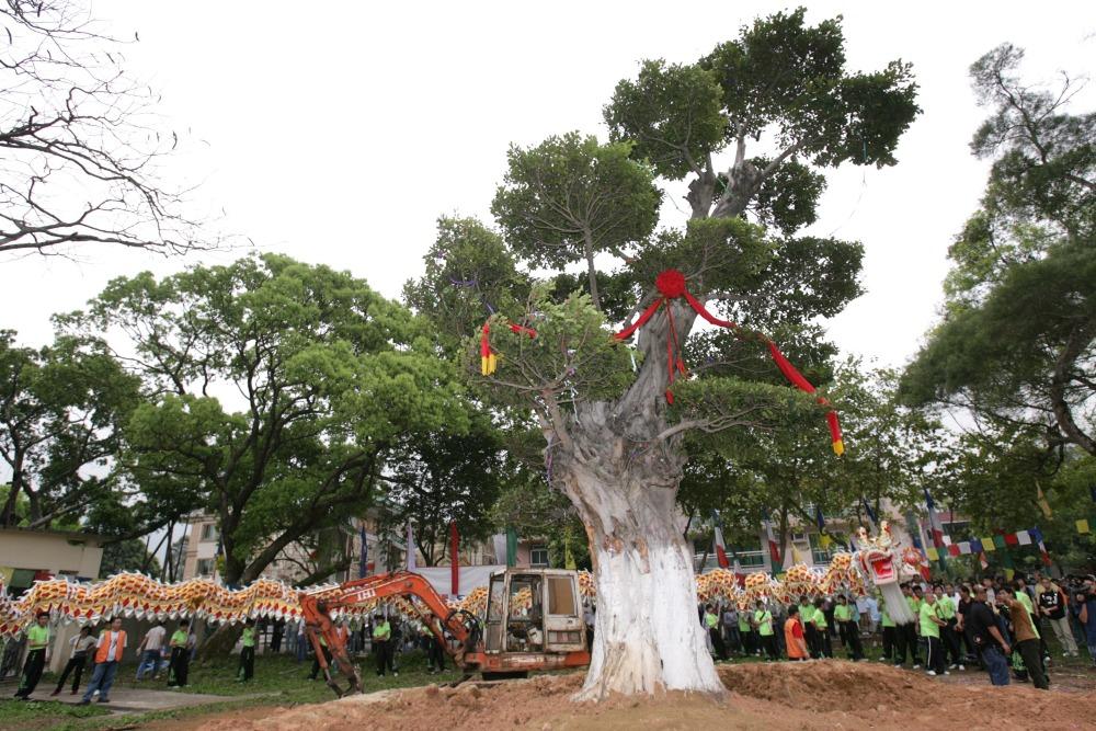 2008年,林村鄉公所從廣州增城引入一棵細葉榕,作為新的許願樹。圖為移植內地細葉榕的儀式。(圖片來源:Getty)