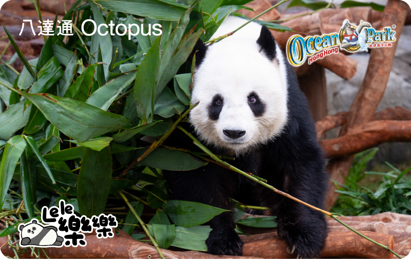 大熊貓動畫手機八達通卡面