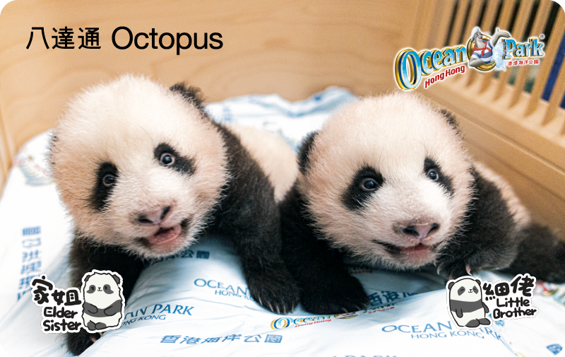 大熊貓動畫手機八達通卡面