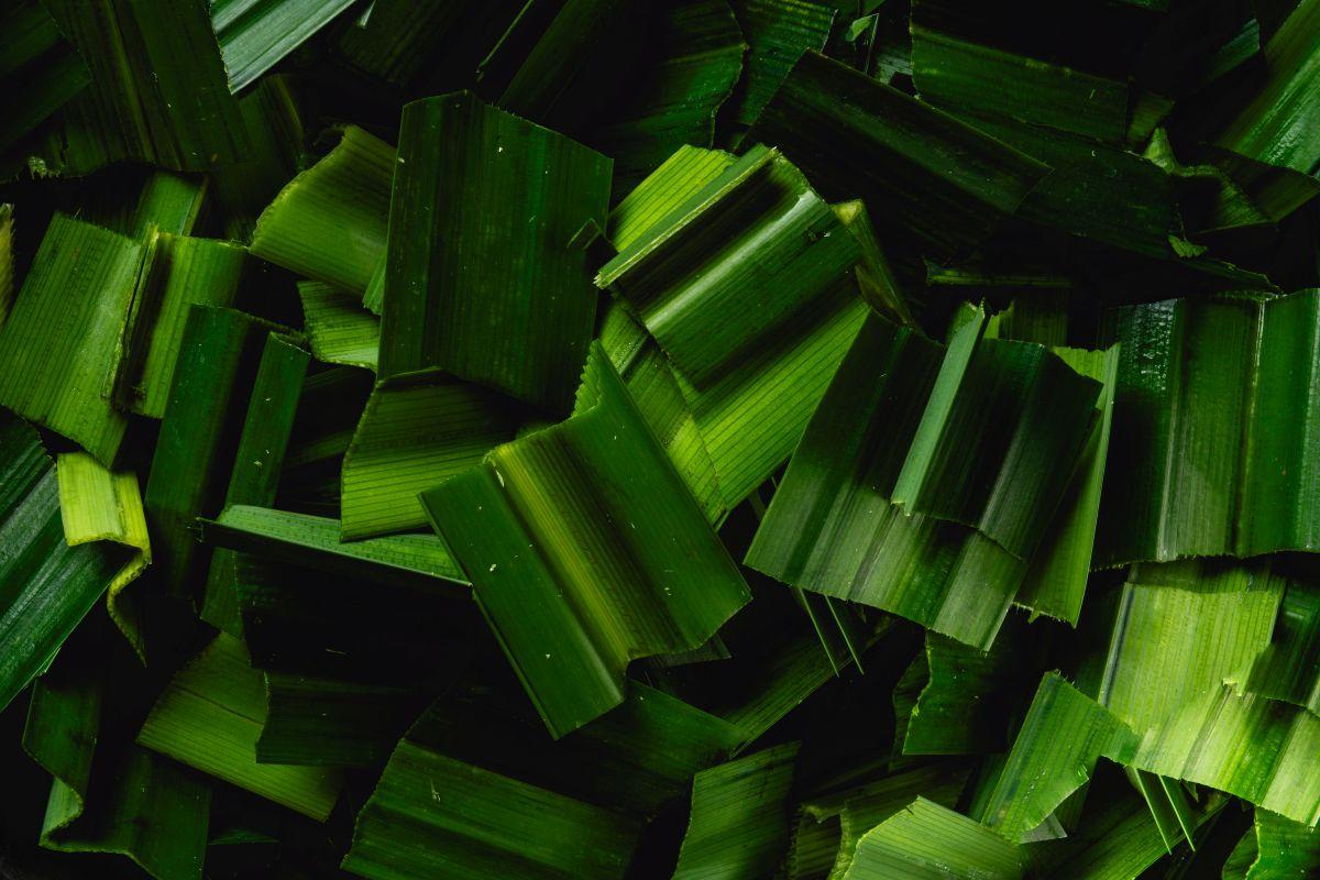 他們堅持採用新鮮的班蘭葉,萃取汁液製作糕點,取其清新淡雅的香氣及自然色澤。