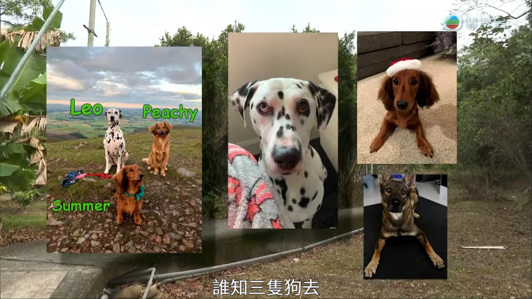 謝嘉怡在《東張西望》重溫當日事發經過,當提到愛犬當日的情況時,不禁在鏡頭前落淚。