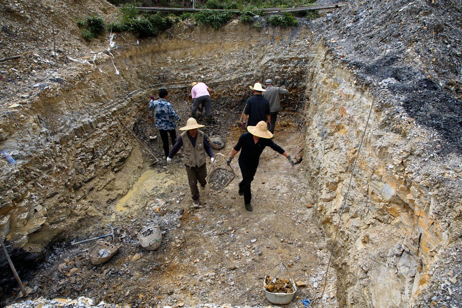 福建的「政和動物群」發現了距今1.5億年的鳥類化石「政和八閩鳥」。(新華社資料圖片)