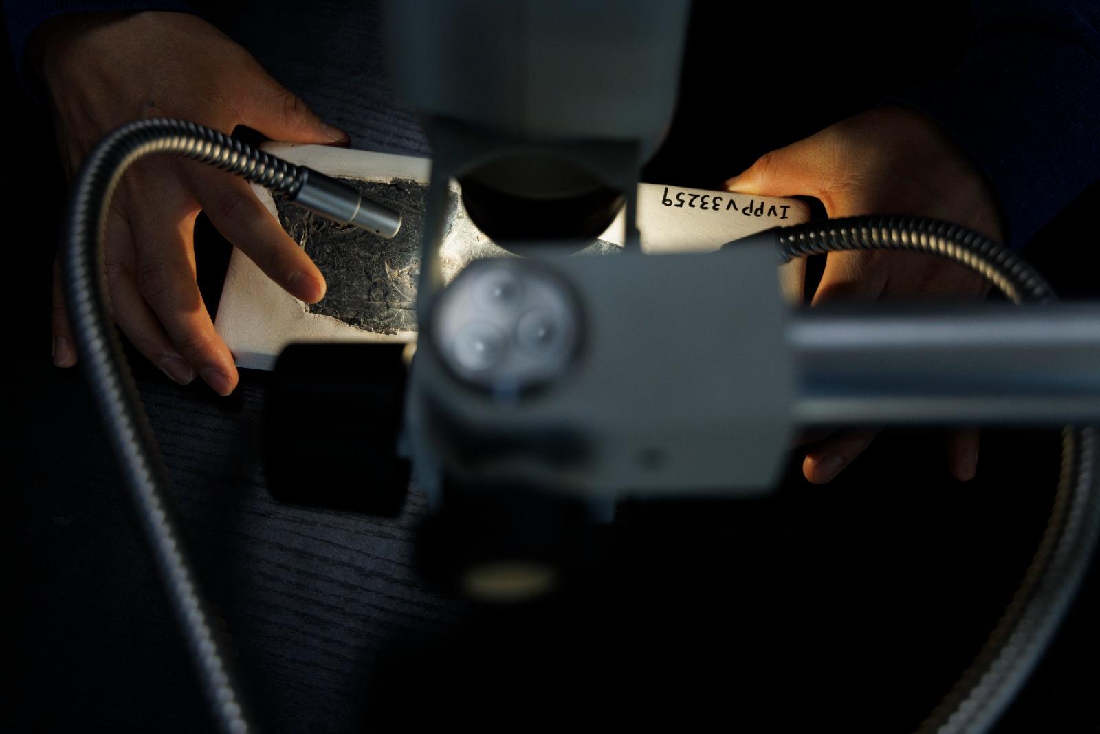 王敏研究員在辦公室觀察政和八閩鳥化石標本。(新華社)