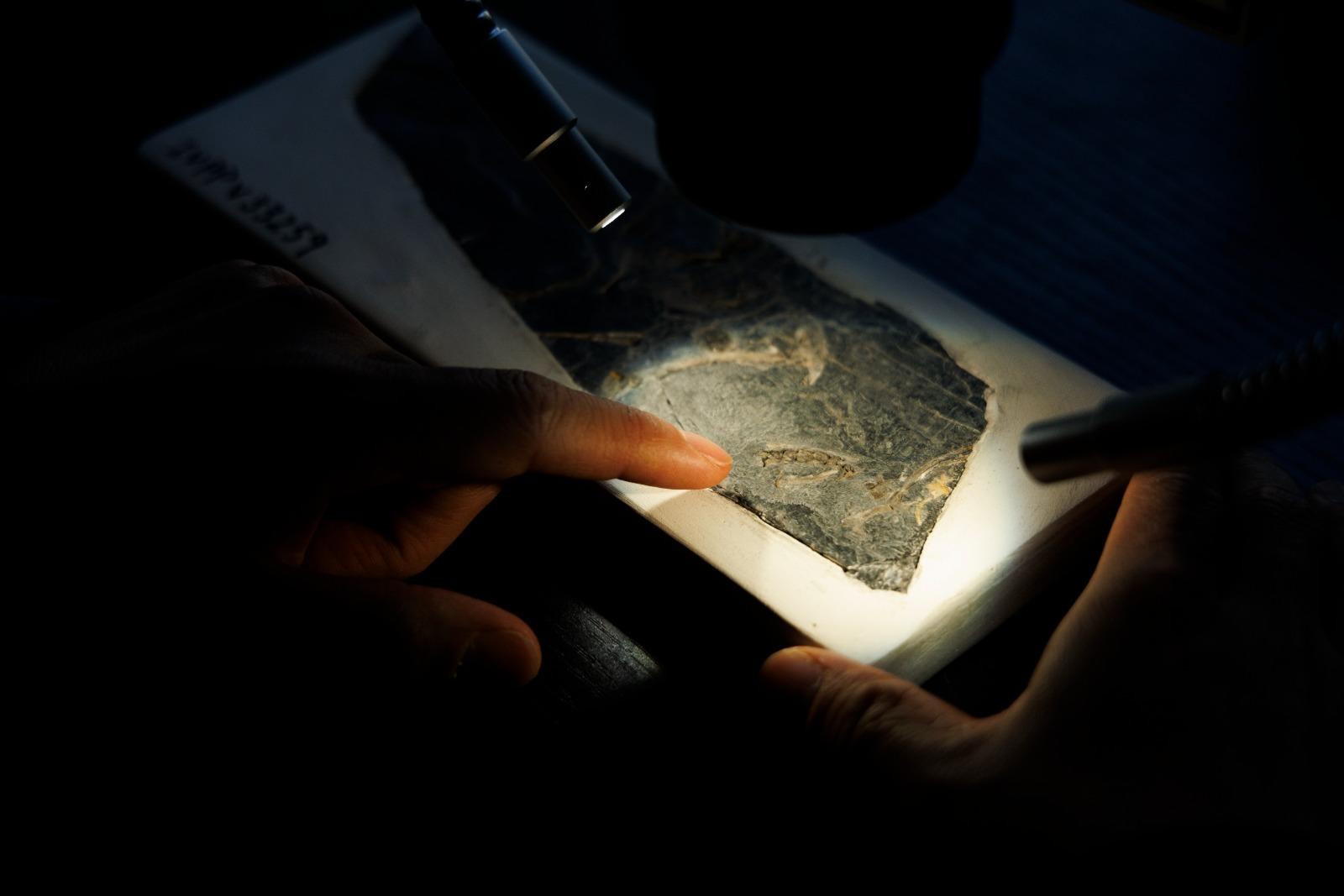 左手手指所指處為「政和八閩鳥」尾綜骨化石。(新華社)